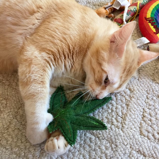 Marijuana Cat Toy